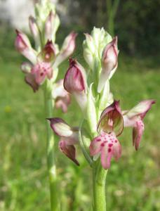 Anacamptis coriophora