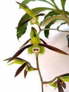 Catasetum saccatum