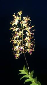 Dendrobium lasianthera