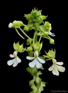 Calanthe argenteostriata