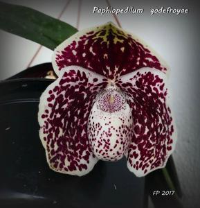 Paphiopedilum godefroyae