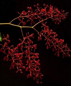 Renanthera storiei