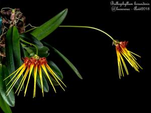 Bulbophyllum hirundinis