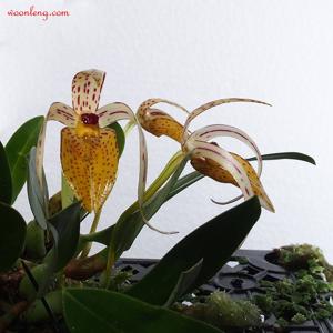 Bulbophyllum membranifolium subsp. membranifolium
