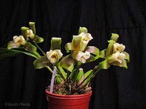 Lycaste panamanensis