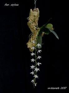 Aerangis stylosa