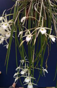 Brassavola tuberculata