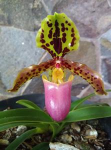 Paphiopedilum henryanum