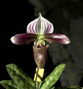 Paphiopedilum purpuratum