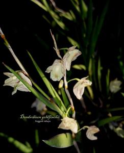 Dendrobium goldfinchii