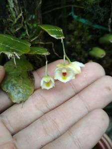 Dendrobium compressum