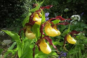 Cypripedium calceolus