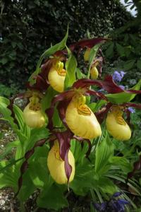 Cypripedium calceolus