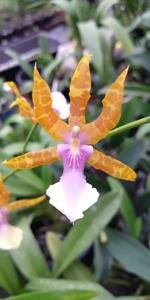 Miltonia clowesii