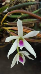 Leptotes bicolor