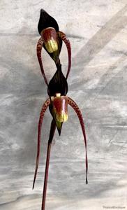 Paphiopedilum adductum