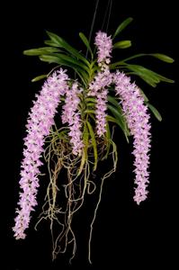 Aerides rosea