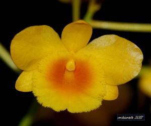 Dendrobium chrysotoxum