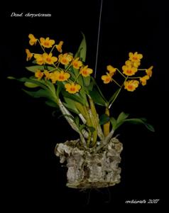 Dendrobium chrysotoxum