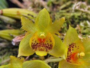 Sievekingia fimbriata