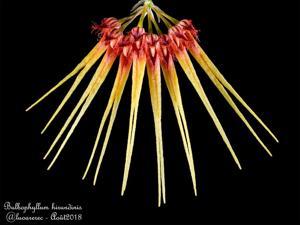 Bulbophyllum hirundinis