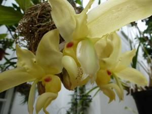 Stanhopea warszewicziana