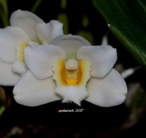 Bifrenaria harrisoniae