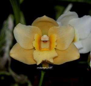 Bifrenaria harrisoniae