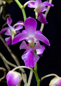 Aerides crassifolia