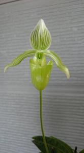 Paphiopedilum fowliei