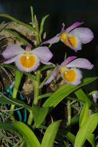 Dendrobium loddigesii