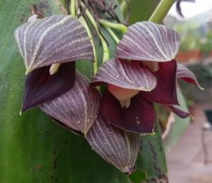 Pleurothallis teaguei