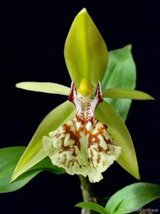 Coelogyne schilleriana