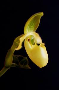 Paphiopedilum primulinum