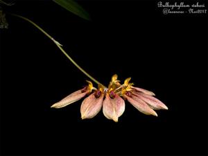Bulbophyllum weberi