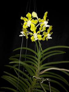 Vanda tessellata