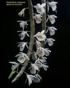 Dendrobium polyanthum