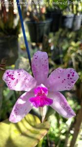 Cattleya amethystoglossa