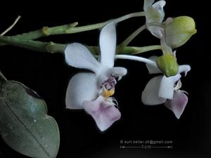 Phalaenopsis parishii