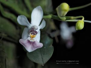 Phalaenopsis parishii