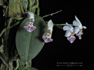 Phalaenopsis parishii