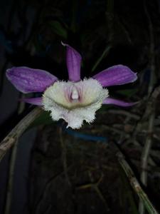 Dendrobium aphyllum