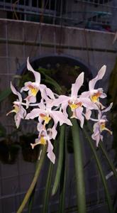 Paraphalaenopsis laycockii