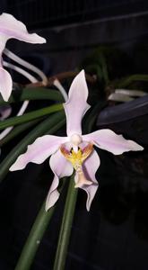 Paraphalaenopsis laycockii