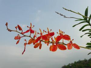 Renanthera imschootiana