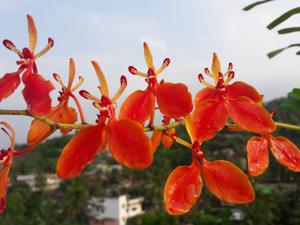 Renanthera imschootiana