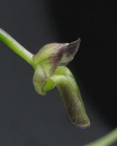 Scaphyglottis livida