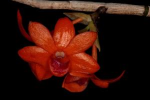 Dendrobium mohlianum