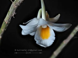 Dendrobium cowenii