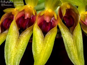 Bulbophyllum graveolens